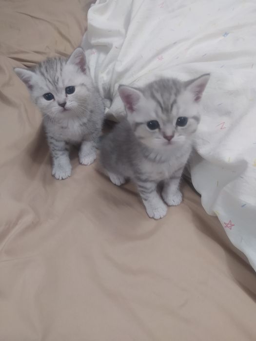 Продаётся котики скоттиш страйт