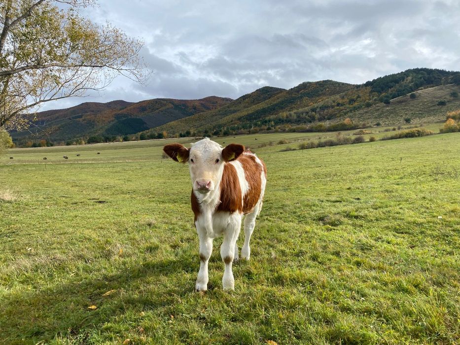Vacă cu vițea de vînzare