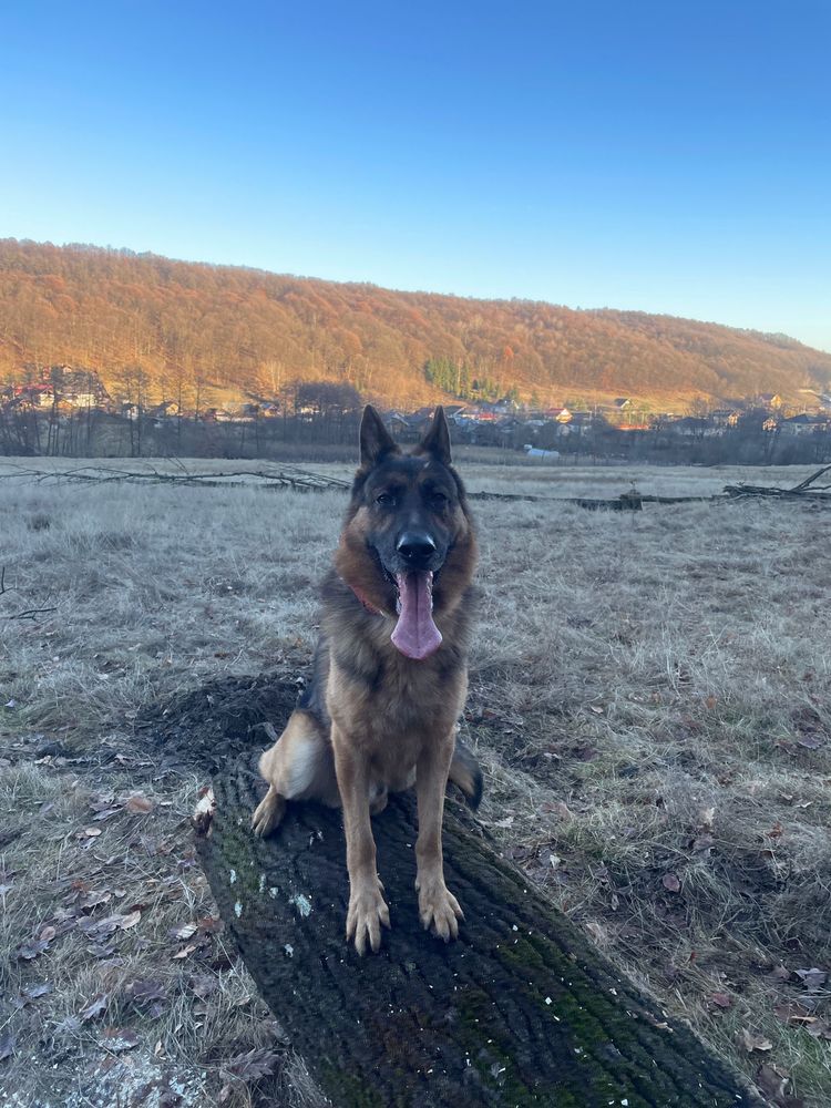 Mascul ciobanesc german