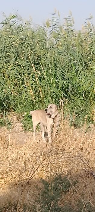 Alabay kuchuk sotiladi