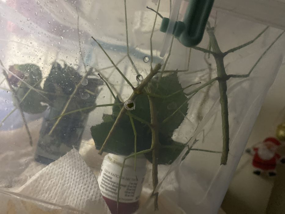Пръчици Stick Insects Палочники