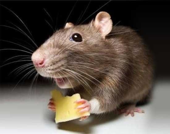 Дезинсекция мышей, крыс , таракан ,блох , обработка сэс дезинфекция №1