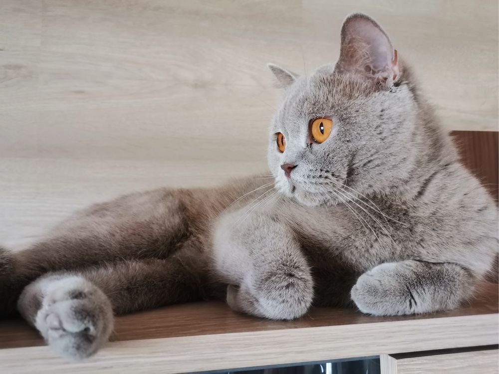Британски късокосмести котета