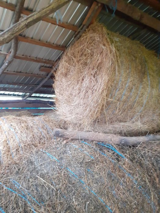 Vând baloti lucernă