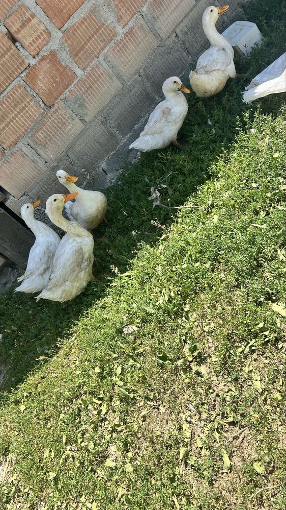 Vand 5 rate de rasa pekin
