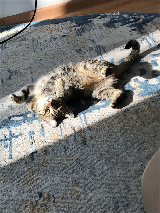 Отдадим кошку в хорошие руки