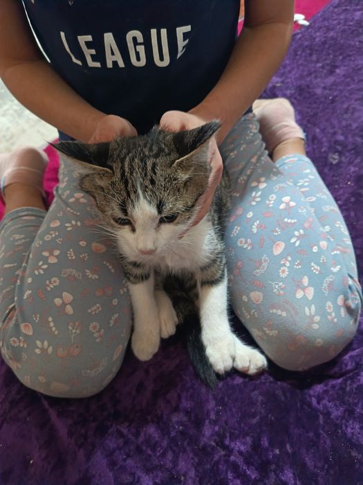 Котята отдам даром