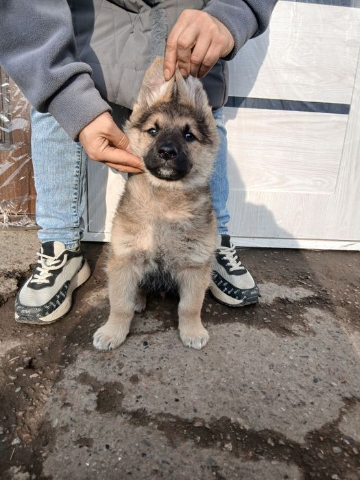 Срочно продам Восточный мальчик