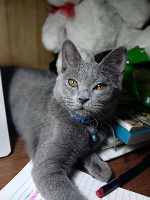 Продаётся  кошечка 
Продаётся великолепная кошка