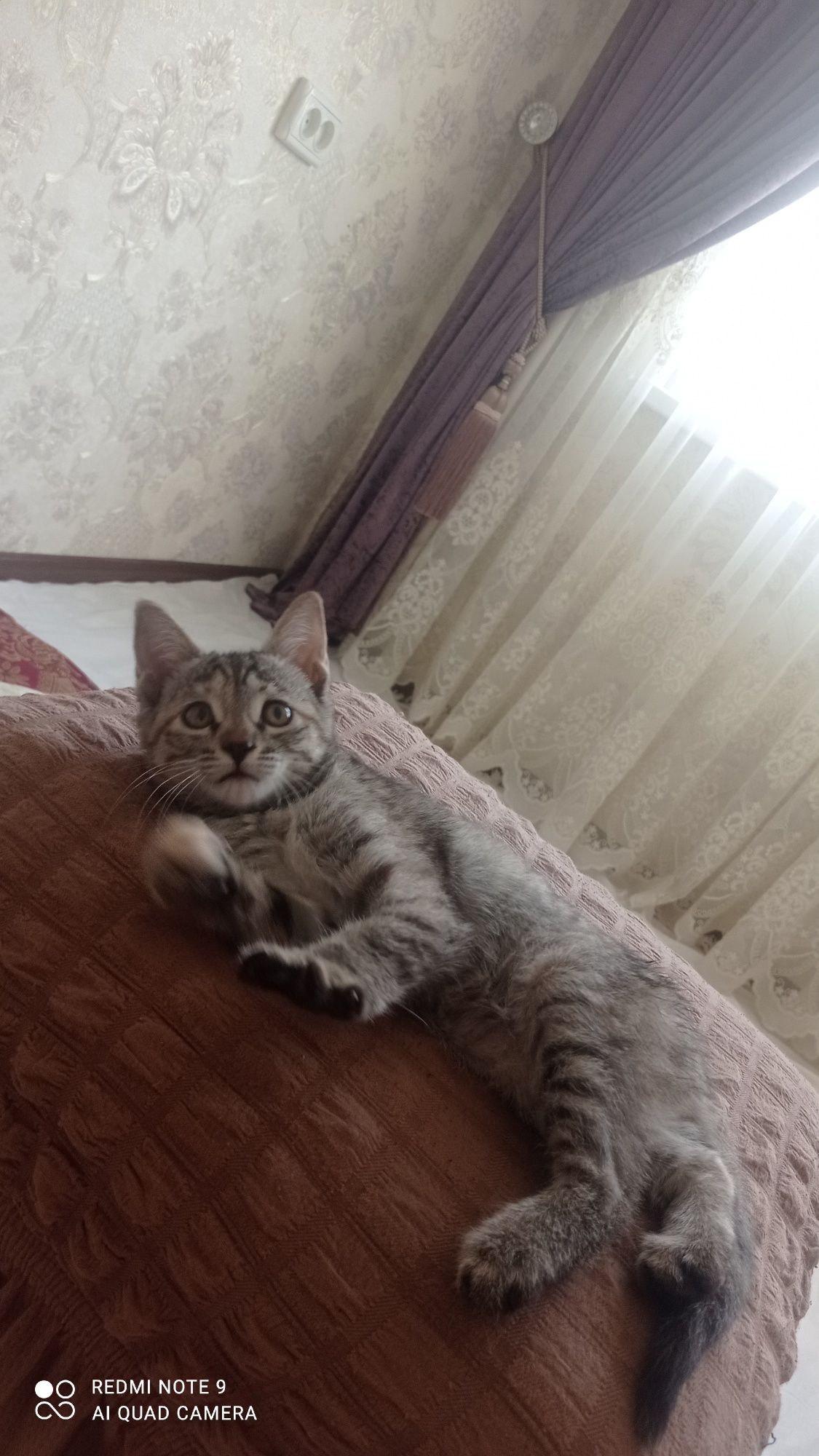 Отдам котят только хорошим руки