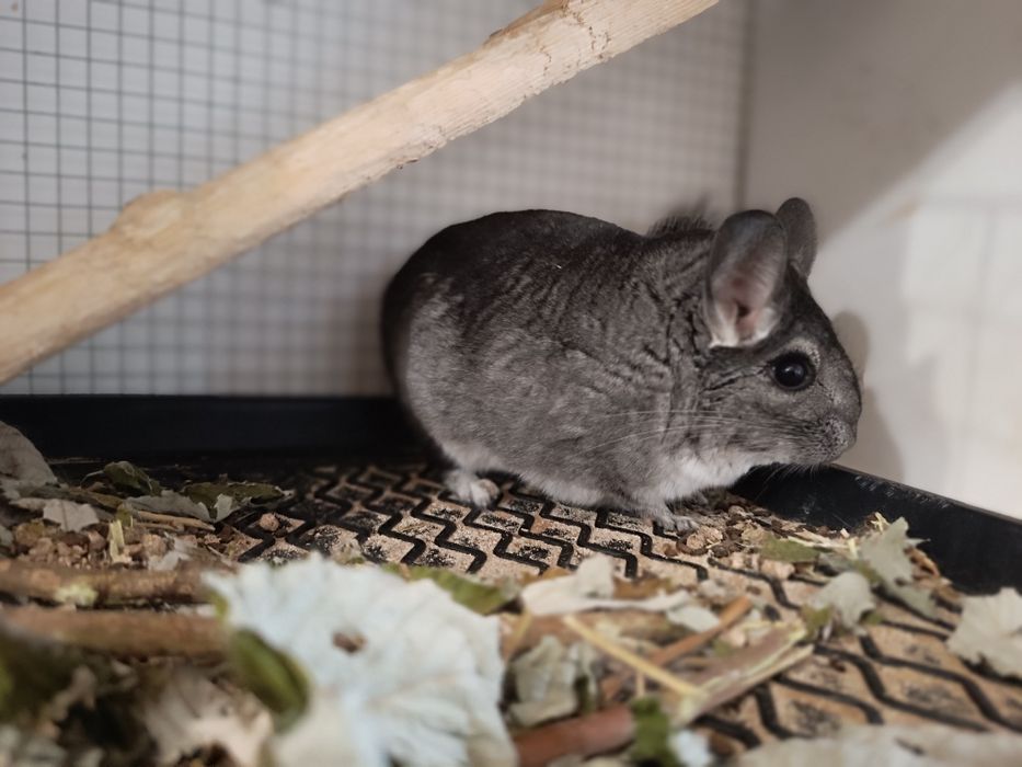 Vând chinchilla, vârstă un an