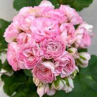 Цветы пеларгония Анна Жаннет