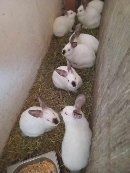 Iepuri Californieni originali