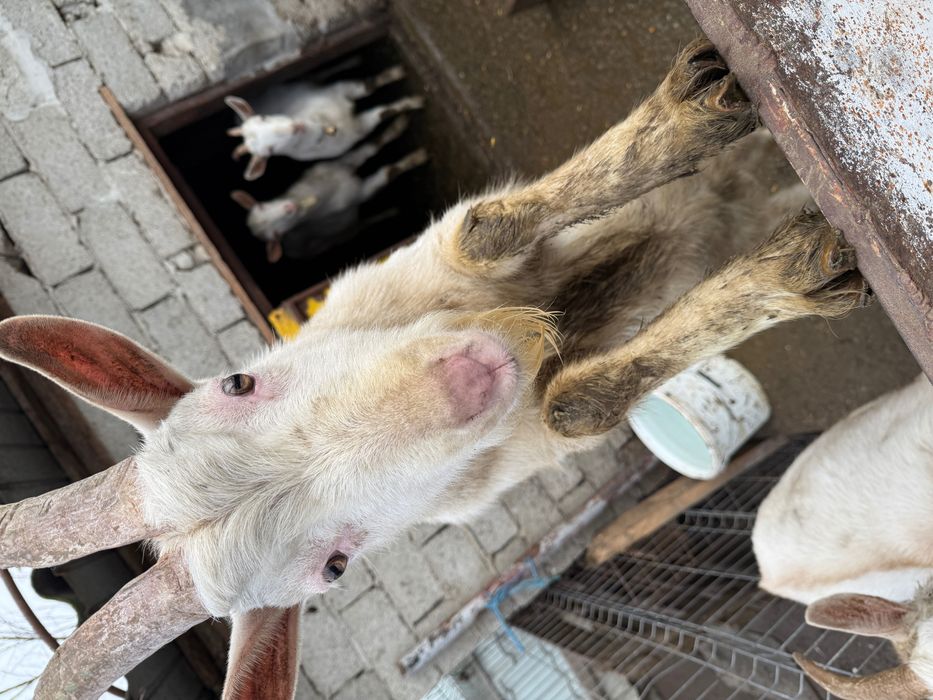 Vând 2 Capre si 2 țapi