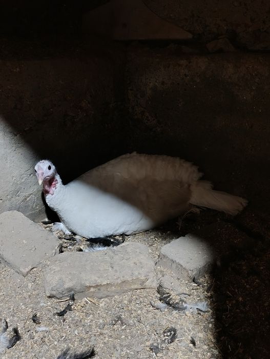 Курк бўлган куркалар сотилади