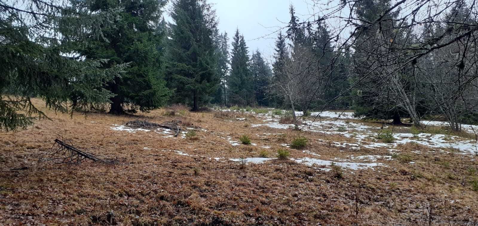 Teren de vanzare in Sărisor, com Șaru Dornei Jud. Suceava