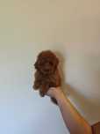 Той пудел мъжко toy poodle