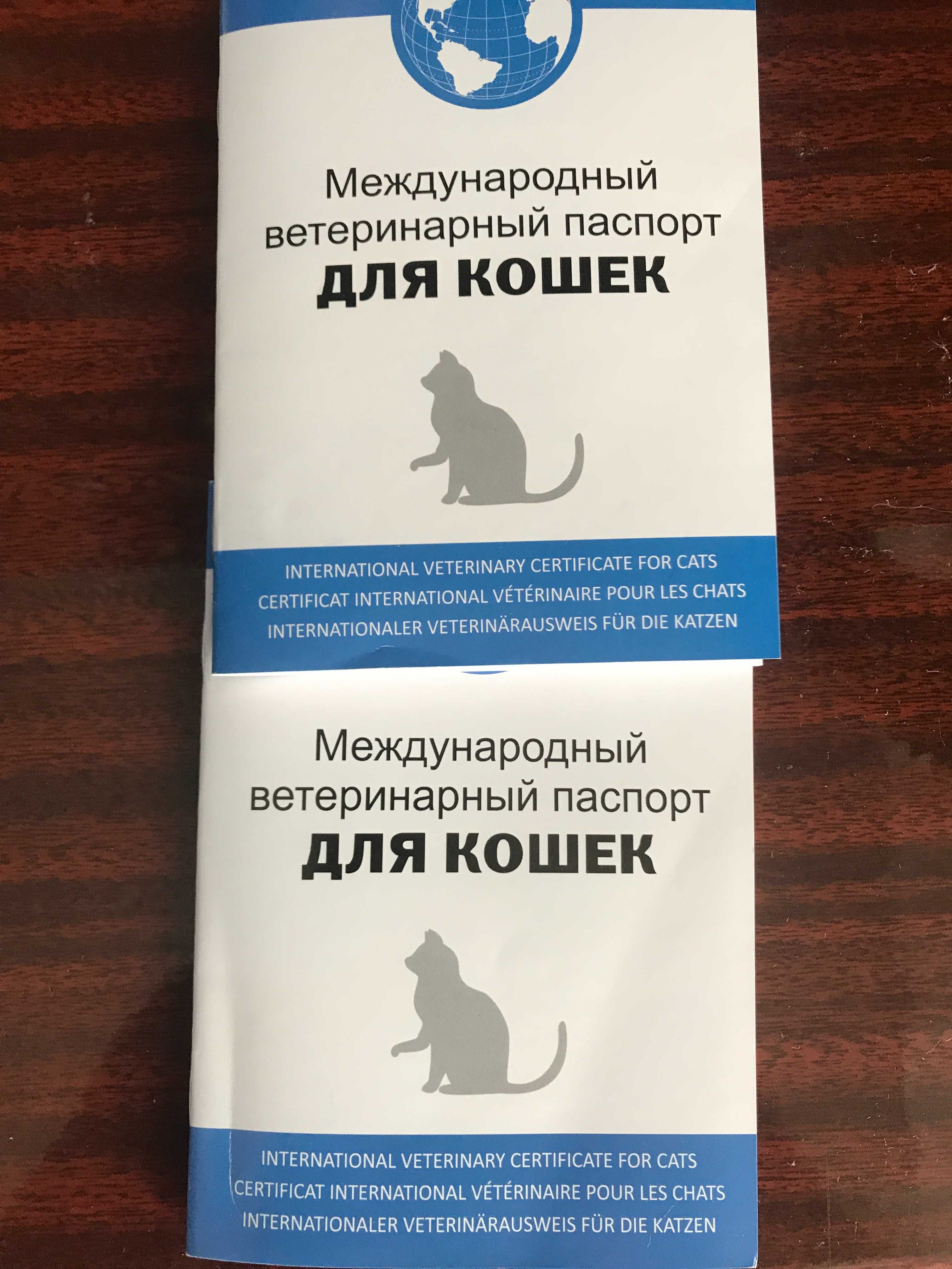 Британские короткошёрстные котята !