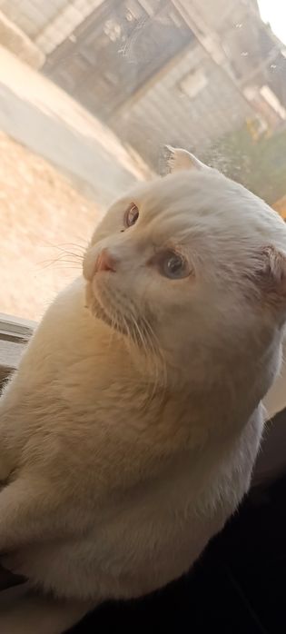 Срочно!!! Scottish fold мушук сотилади