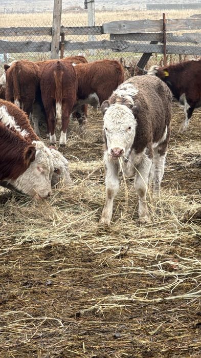 Согымга потсос бар