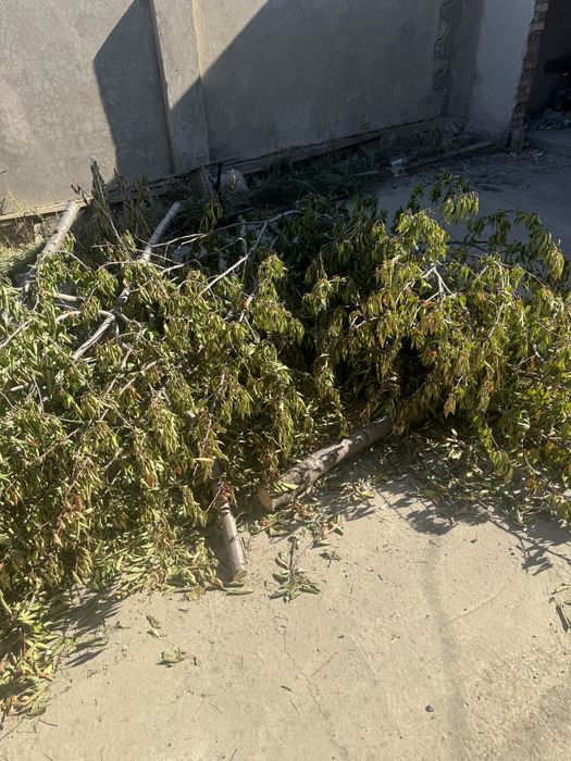 Продается срубленные деревья