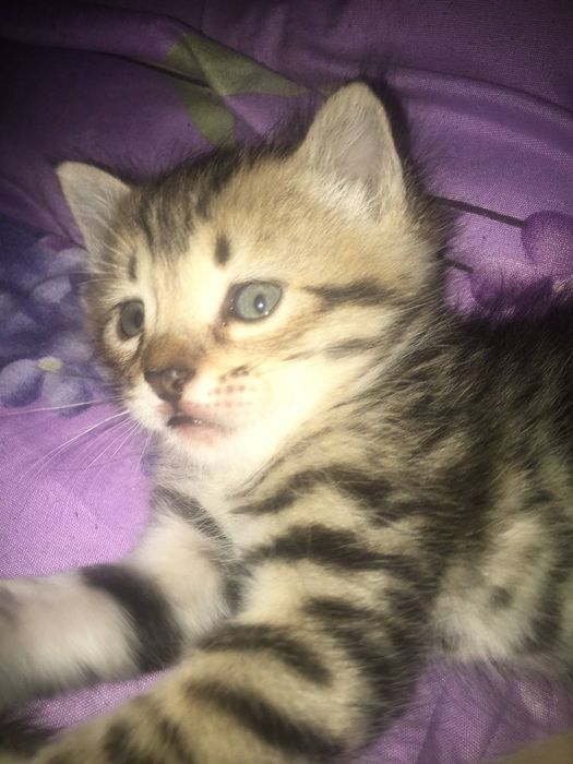 Котята в хорошие руки