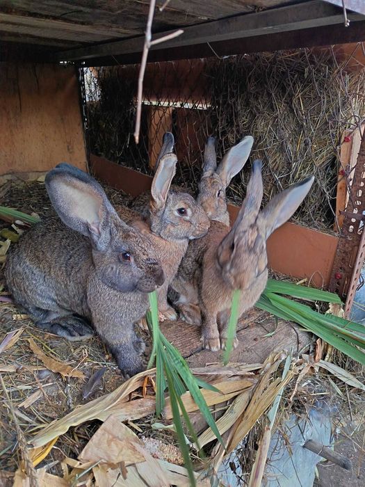Vând iepuri vaccinați