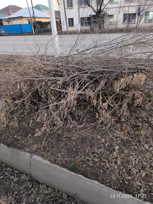 Отдам дрова даром. Самовывоз