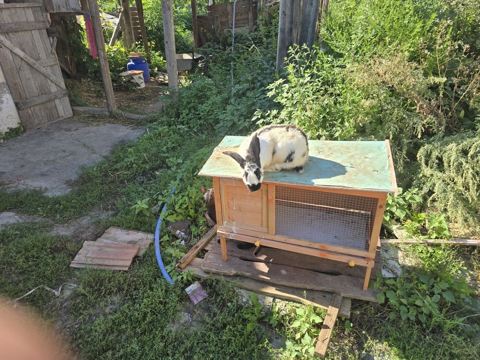 iepuroaică fluturași cine este interesat  să Apelați  la număr de tele