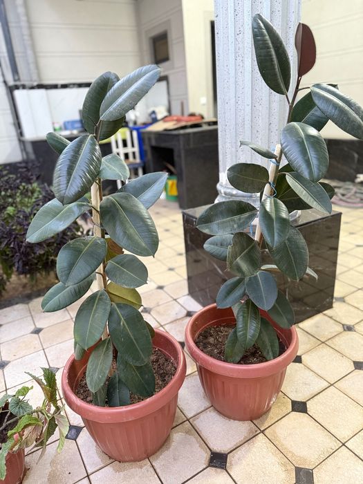 2 ta Fikus guli sotiladi