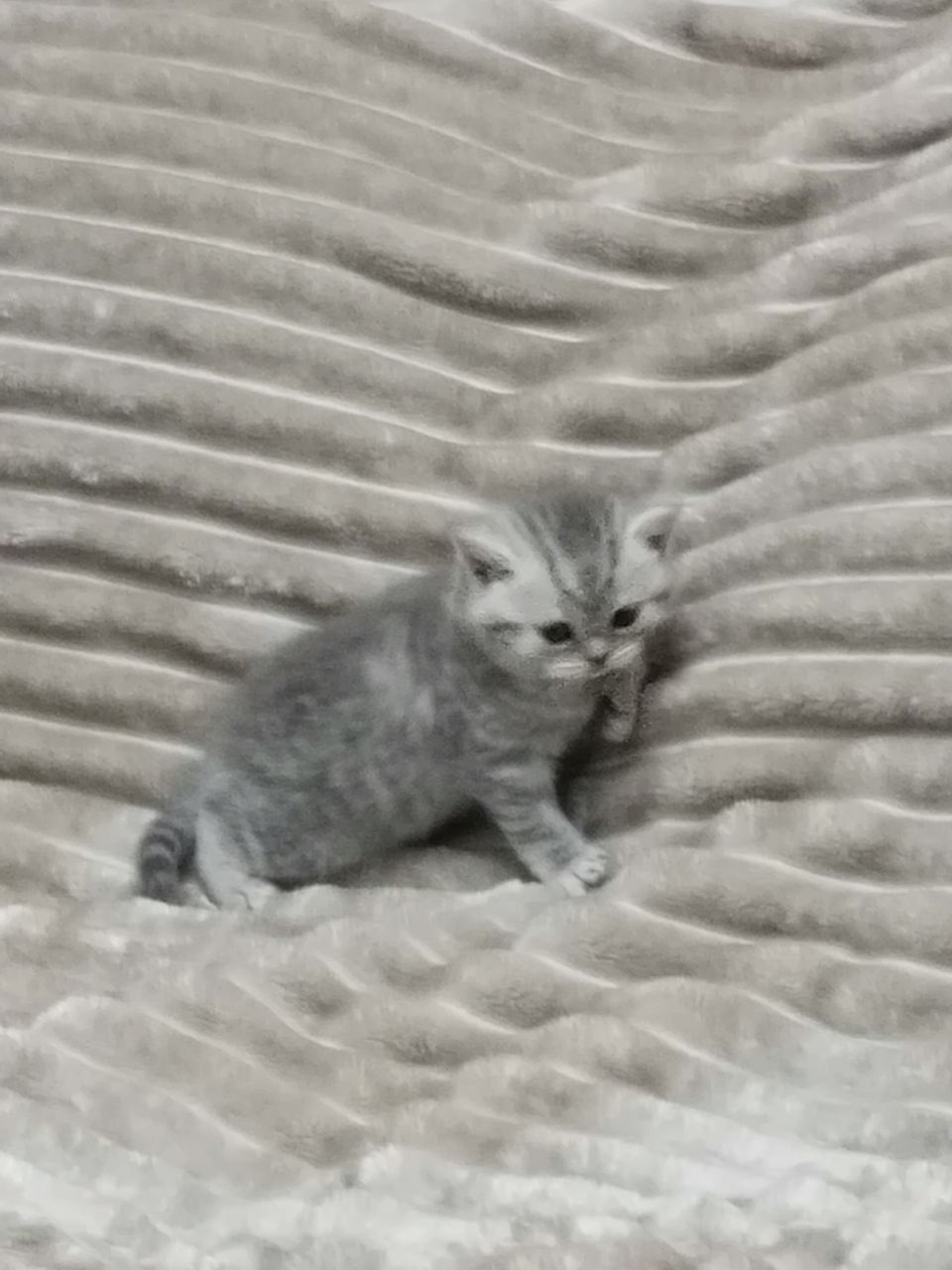 Британский Шиншилла Котята