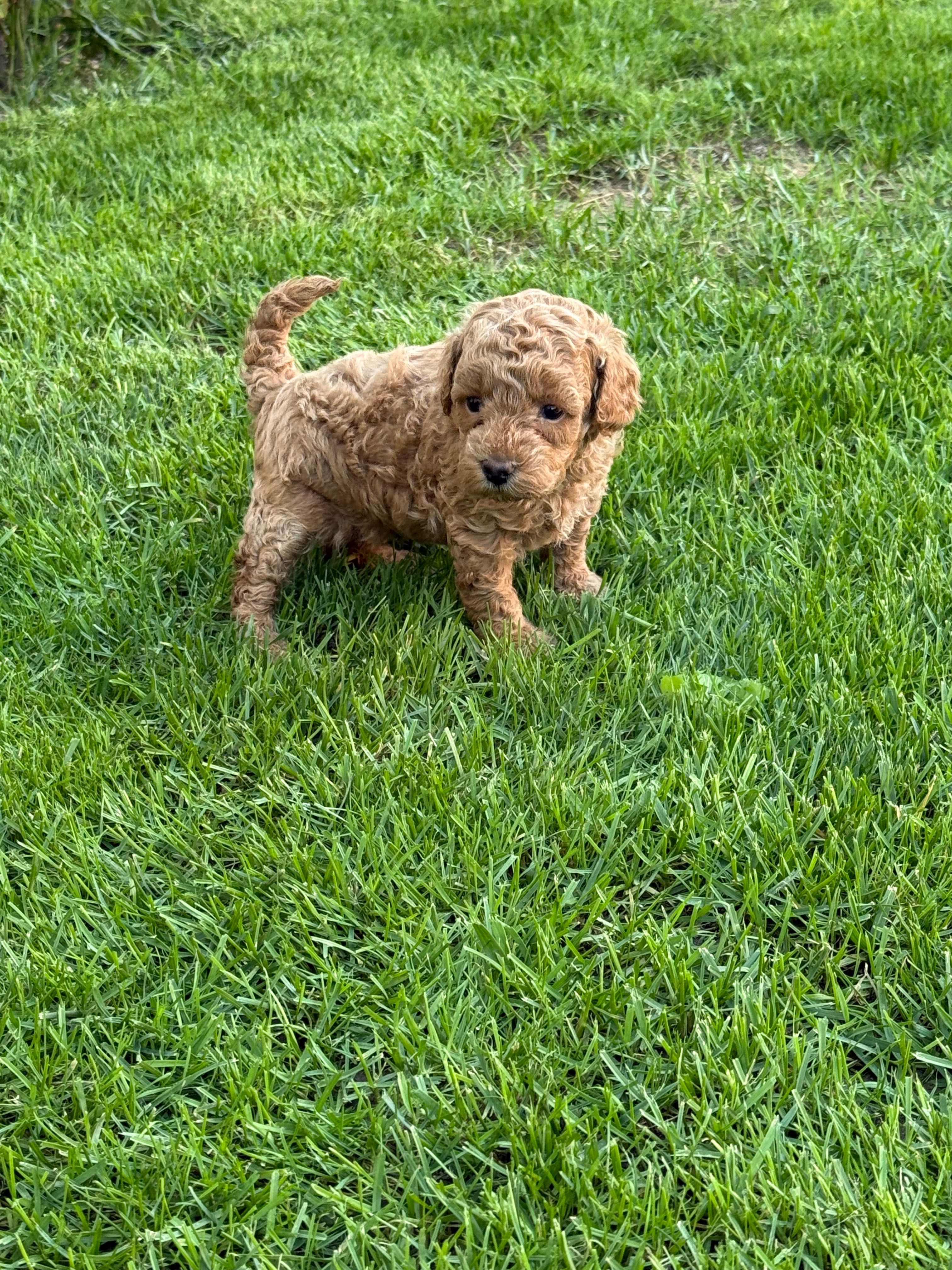 Мъжко мини Той Пуделче/ Toy Poodle