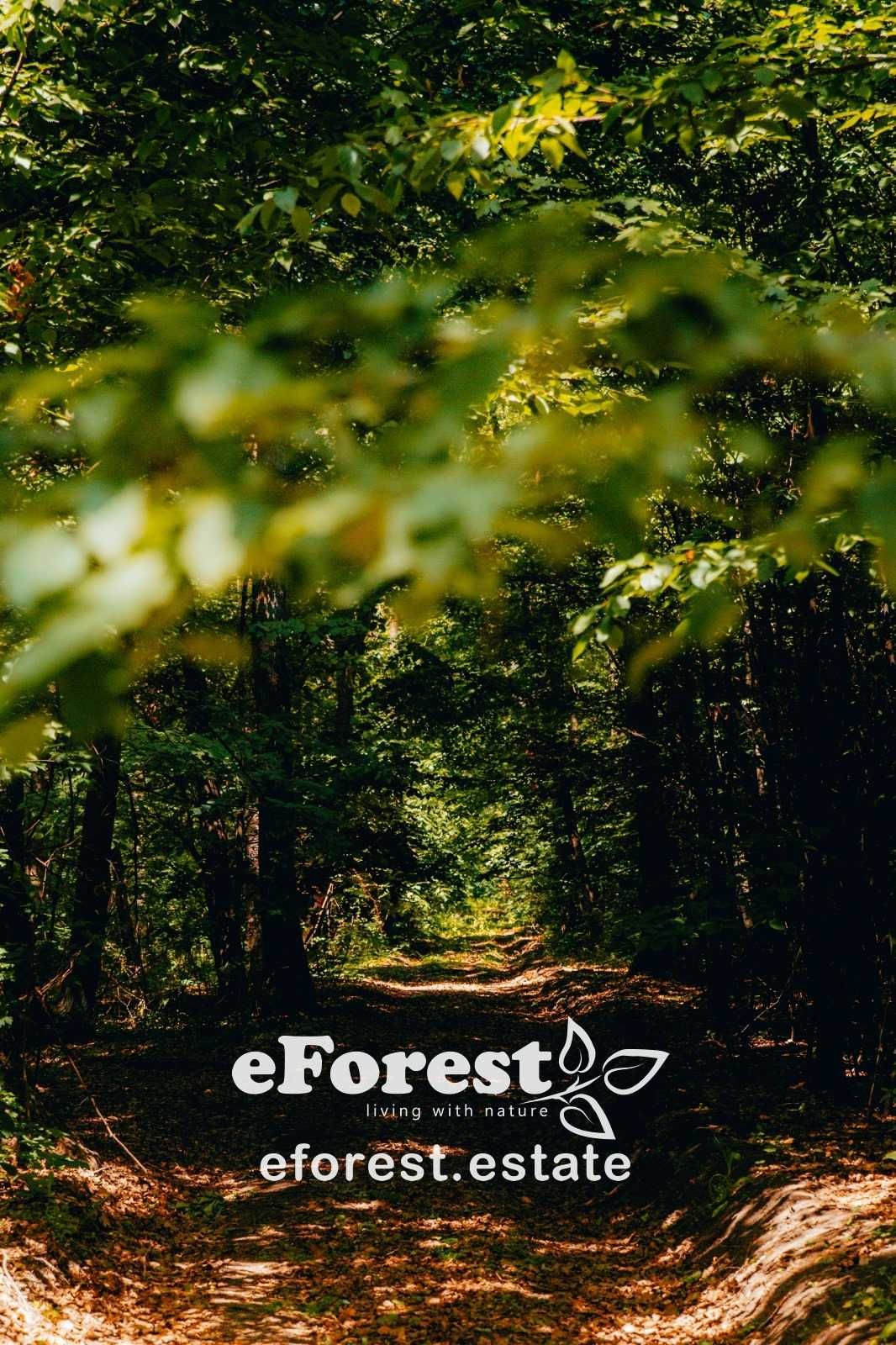 Loturi în eForest, lângă liziera pădurii, direct din Drumul Național