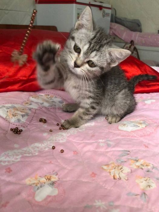 Британская катять 3 мес зотли Пародостый