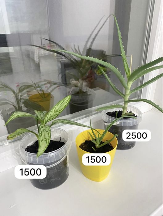 Продам домашние цветочки