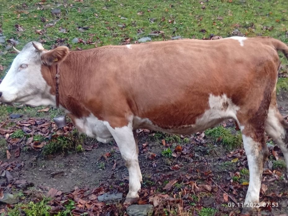 Vînd vaca bălțată româneasca