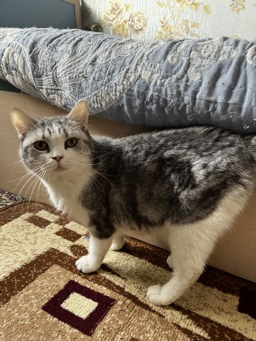 Продается кошка 2года