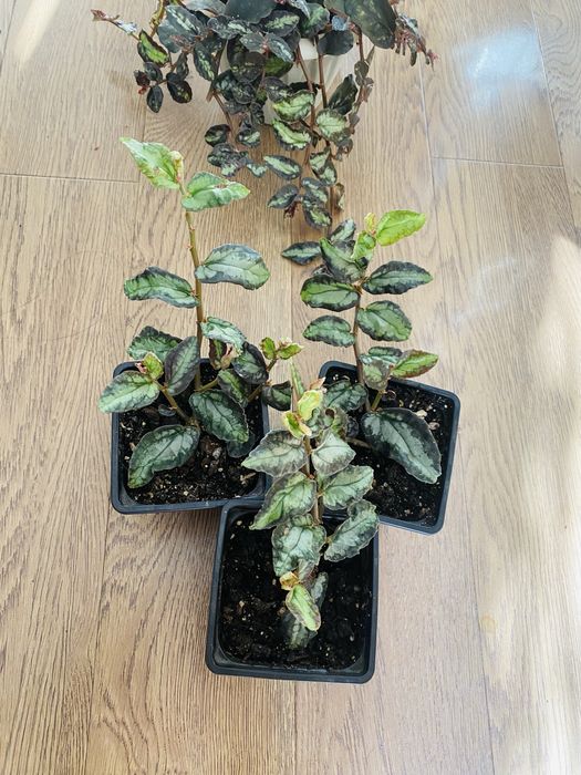 Пеллиония Даво комнатное растение