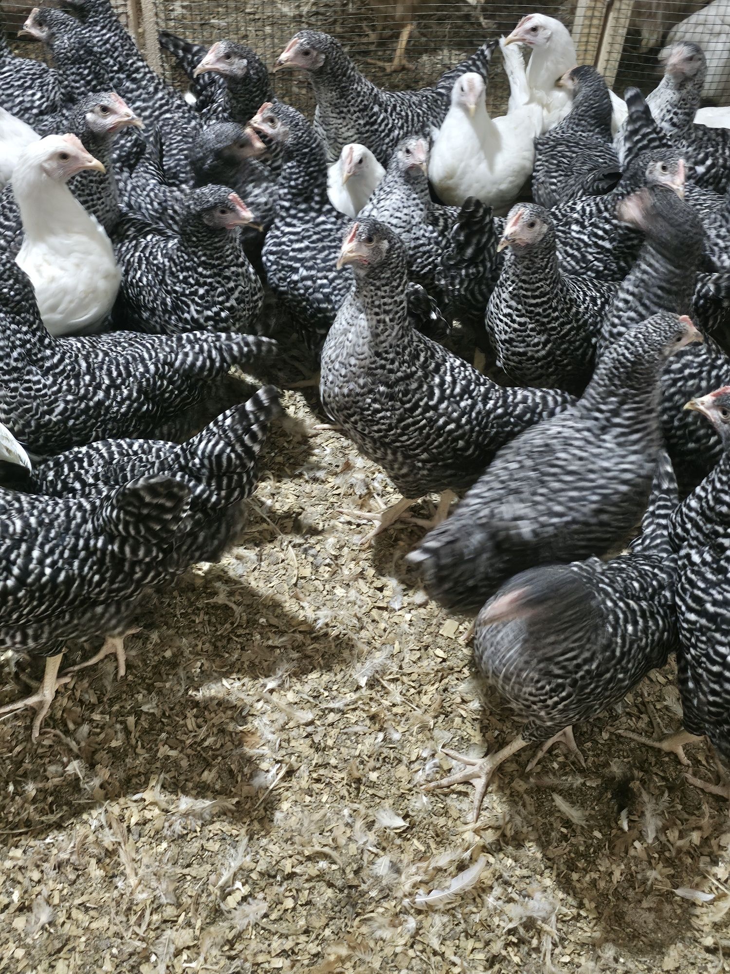 Vând puicute de oua.  Puicute leghorn.