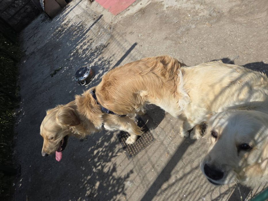 Голдън ретривър бебе