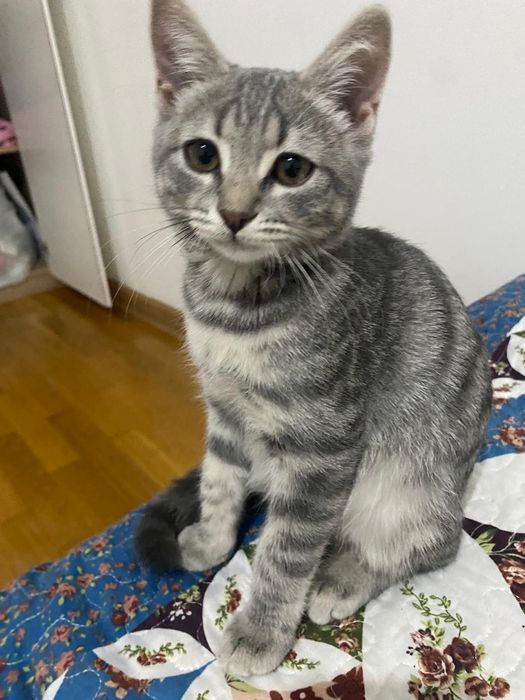 Отдам в хорошие руки кошку