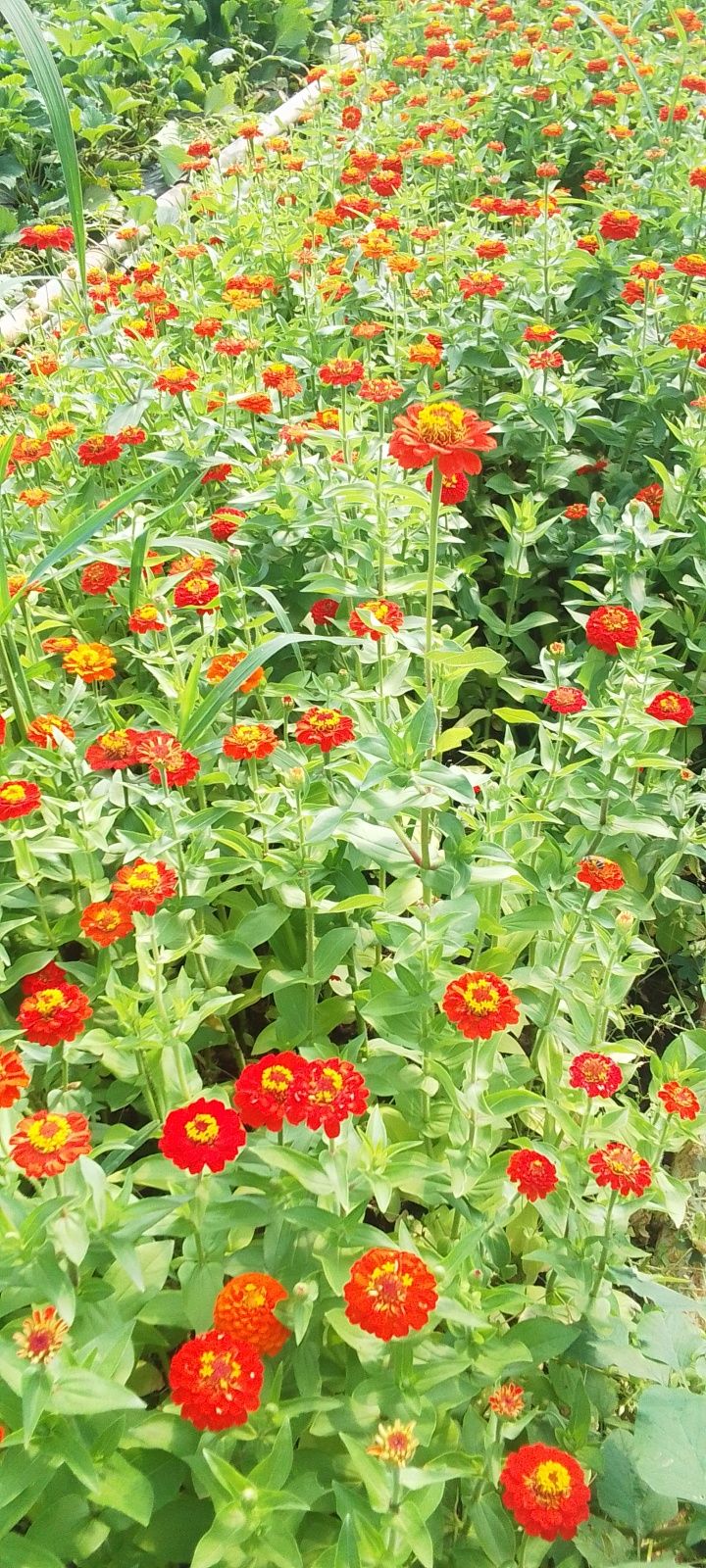 Gul kochat Qoʻqon gul va bananza narxi yozilgan aloqaga chiqaverasilar