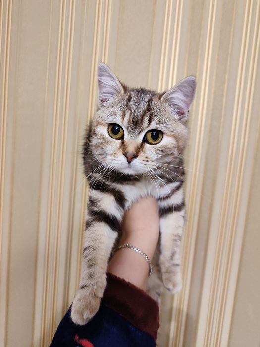 Отдам маленькую кошечку