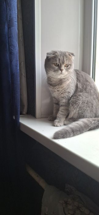 Продаётся подрощенный котёнок скоттиш фолд мальчик.