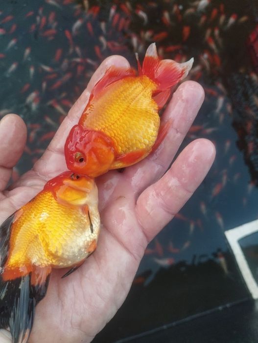 Красная оранда  рыба состояние отличное