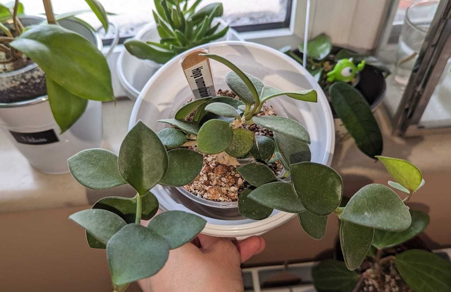 Hoya/Хоя (различни видове)