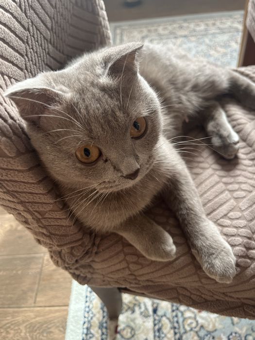 Шотландская вислоухая кошка 1 год
