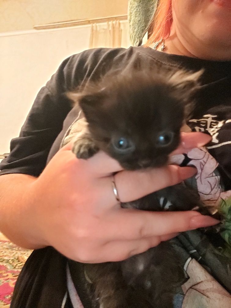 Котята вислоухие