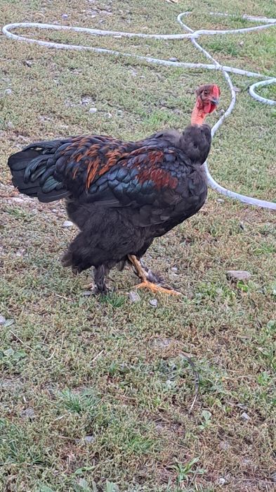 Vand 3 cocosi din primavara