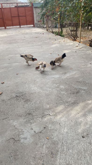 Тауық сатылады келісім бар